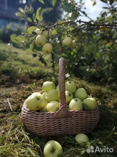 Плетеные корзины