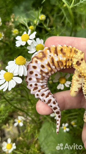 Геккон эублефар