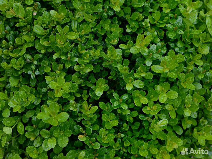 Самшит вечнозелёный (буксус)