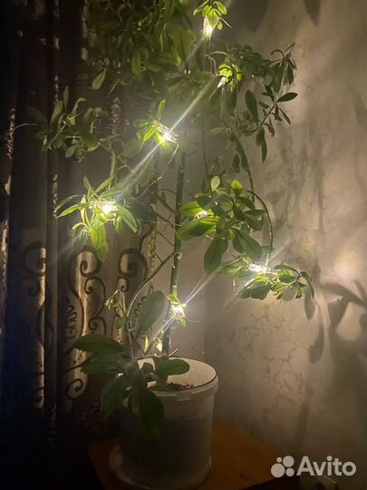 Гирлянда (прищепки)