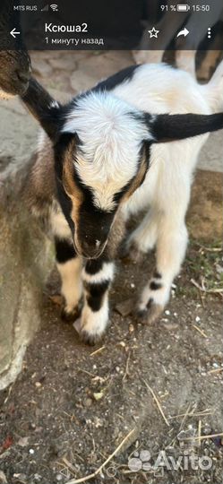 Козлята