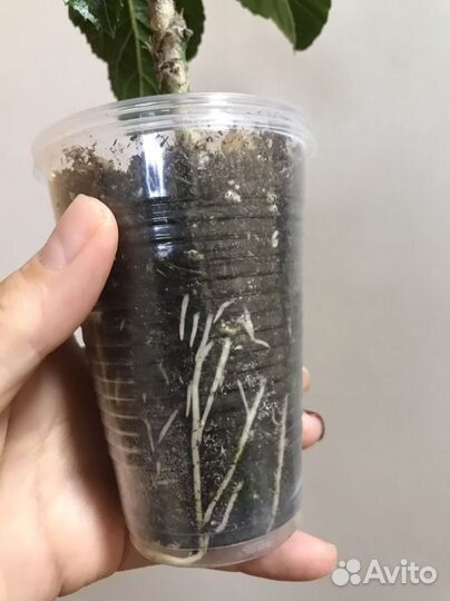 Сортовой гибискус Togetherness, черенок