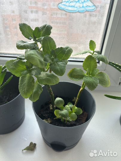 Алоэ и каланхоэ