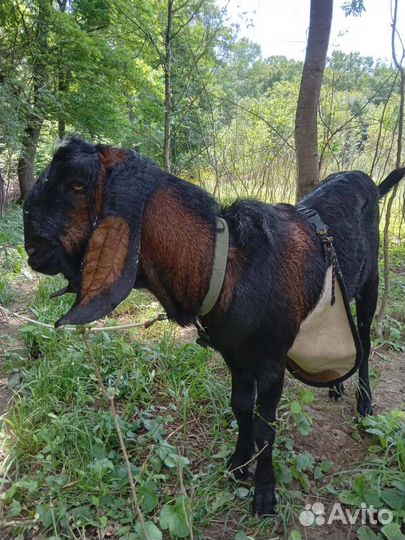 Козлики 100 (англо-нубийский каморе ) 21 р