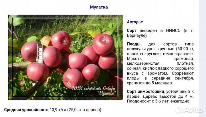 Саженцы яблони алтайской селекции