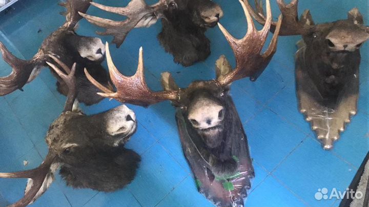 Чучело головы Лося с рогами новые