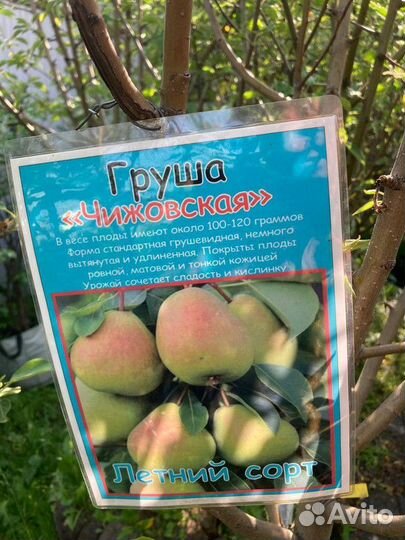 Вишня, груша, яблоня, черешня, слива. Саженцы