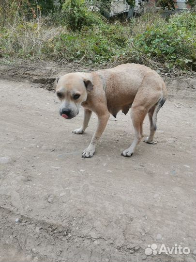 Собака Дина