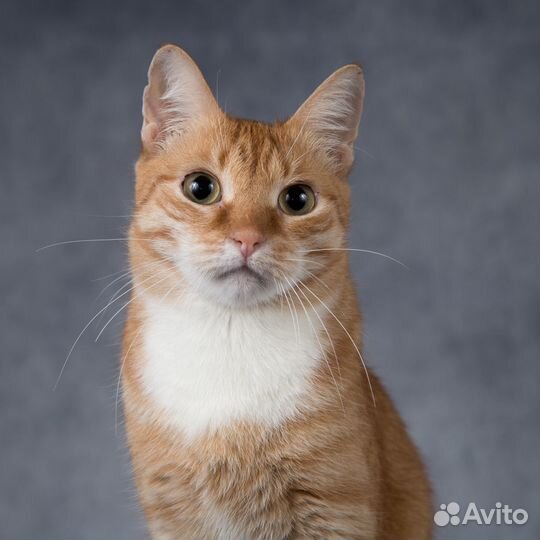 Котик Алёша