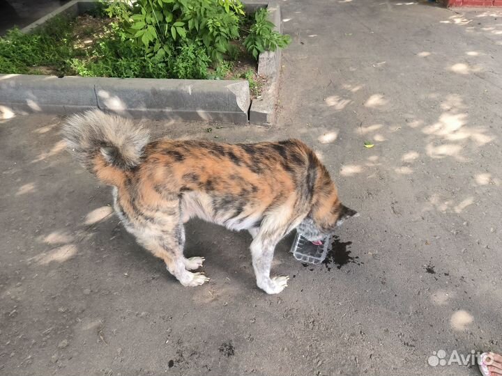 Найден пёс Акита-ину