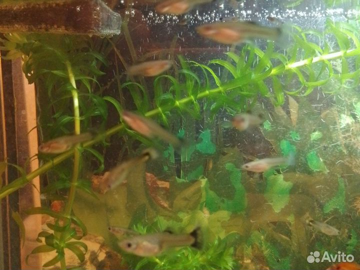 Красивые гуппи