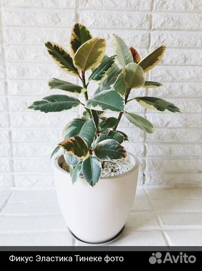 Фикус эластика тинеке