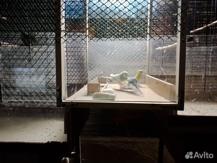 Волнистый попугай