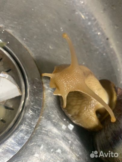 Улитки ахатины