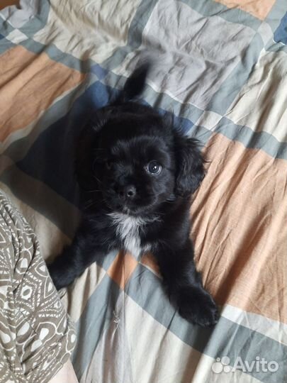 В добрые руки