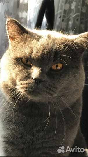 Британский кот