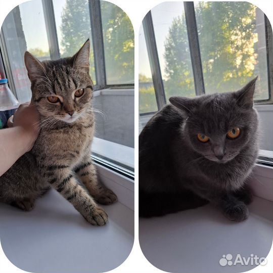 Кошка