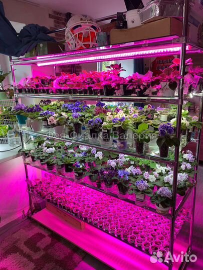 Сортовые фиалки от Феи-Фиалки Валерии