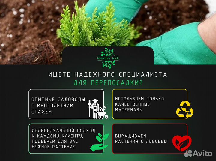 Туя западная смарагд,колумна