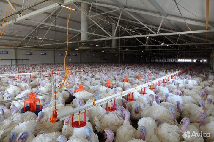 Индюшата и инк. яйцо тяжелых и средних кроссов