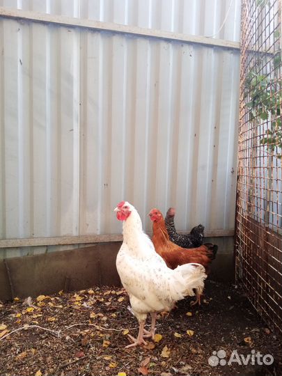 Продается петух
