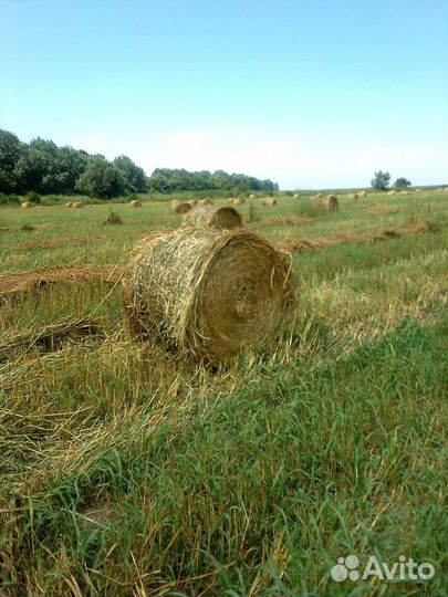 Продам сено суданка
