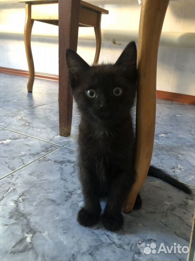 Сибирская кошка бесплатно