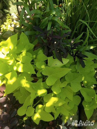 Ипомея батат