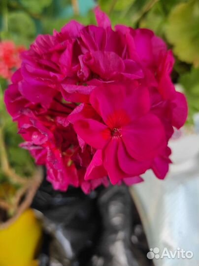 Королевская пеларгония, герани сортовые
