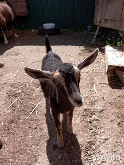 Козочки. Ламанча + Чешская