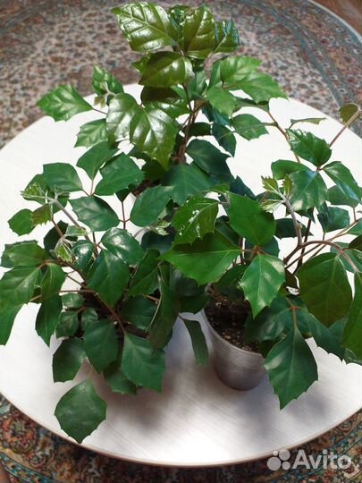 Комнатные растения