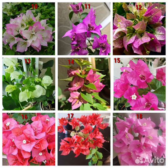 Бугенвилия