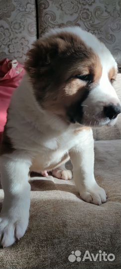 Щенок Сао Алабай Кобель