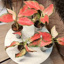 Аглаонема Фул Рэд