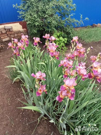 Ирисы сортовые