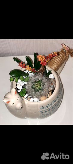 Композиция, суккуленты