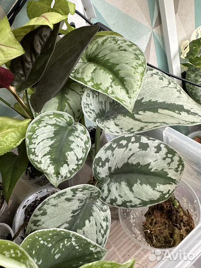 Сциндапсусы и эпипремнумы