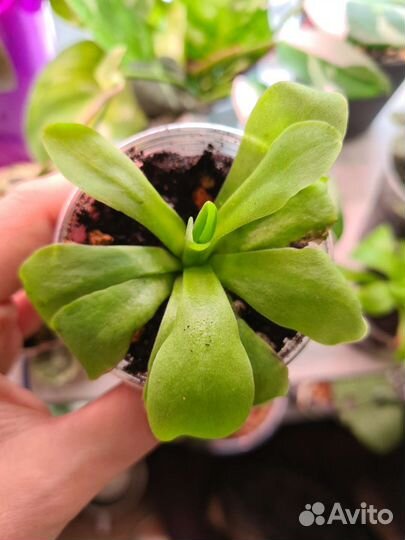 Хищные растения жирянки