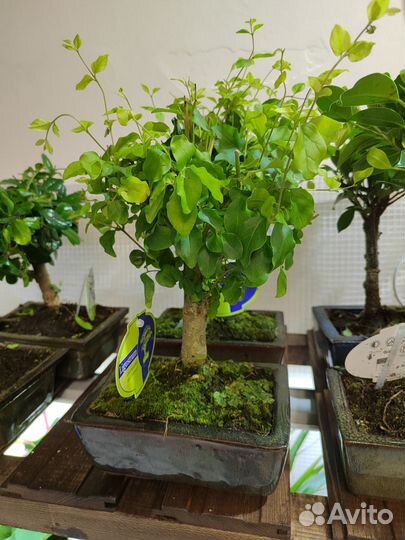 Дерево бонсай