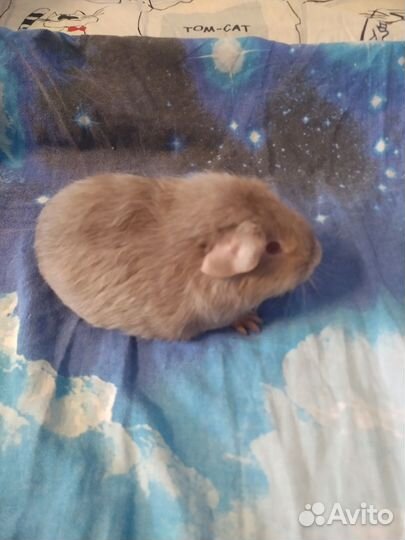 Морские свинки гладкошерстные