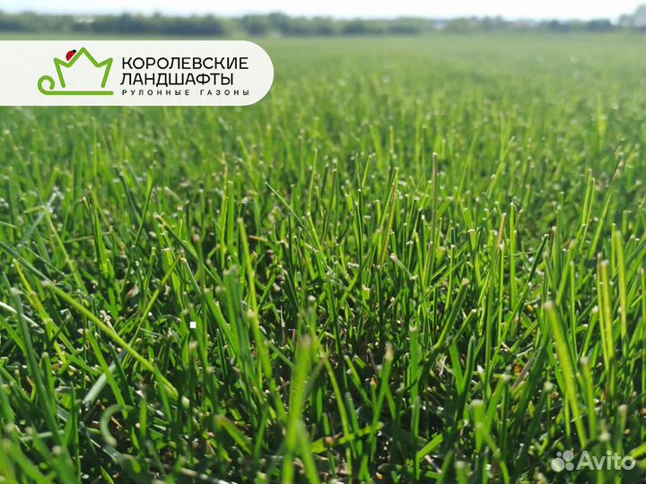 Рулонный газон