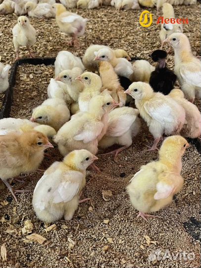 Цыплята бройлеры Кобб 500 и Росс 308. Предзаказ