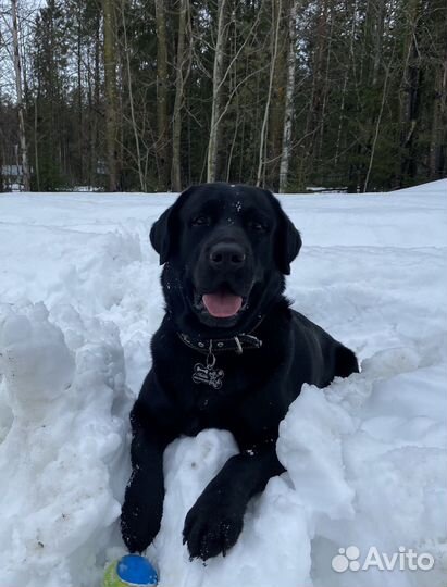 Кобель лабрадора вязка