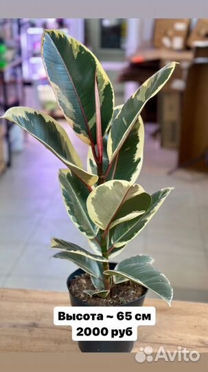 Фикусы разные