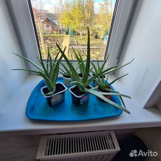 Алоэ,алоэ вера