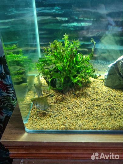 Аквариум