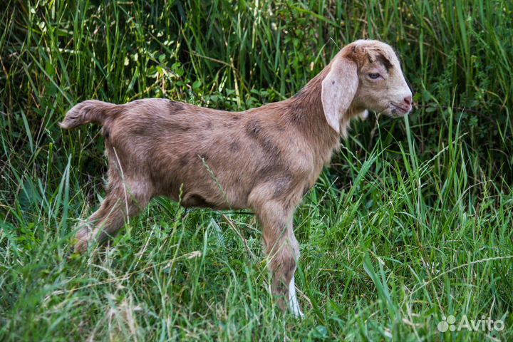 Камерунские, ламанча