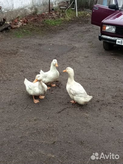 Гуси и утки