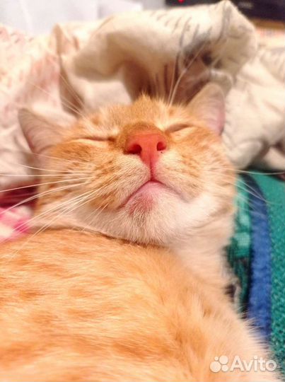 Молодой рыжик Федя