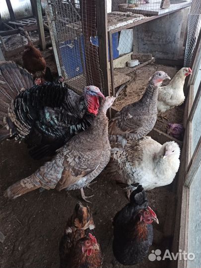 Индюшиное инкубационное яйцо домашних индюшек